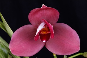 Lycaste Pearl Dream Bell' Orchiea AM/AOS 80 pts.